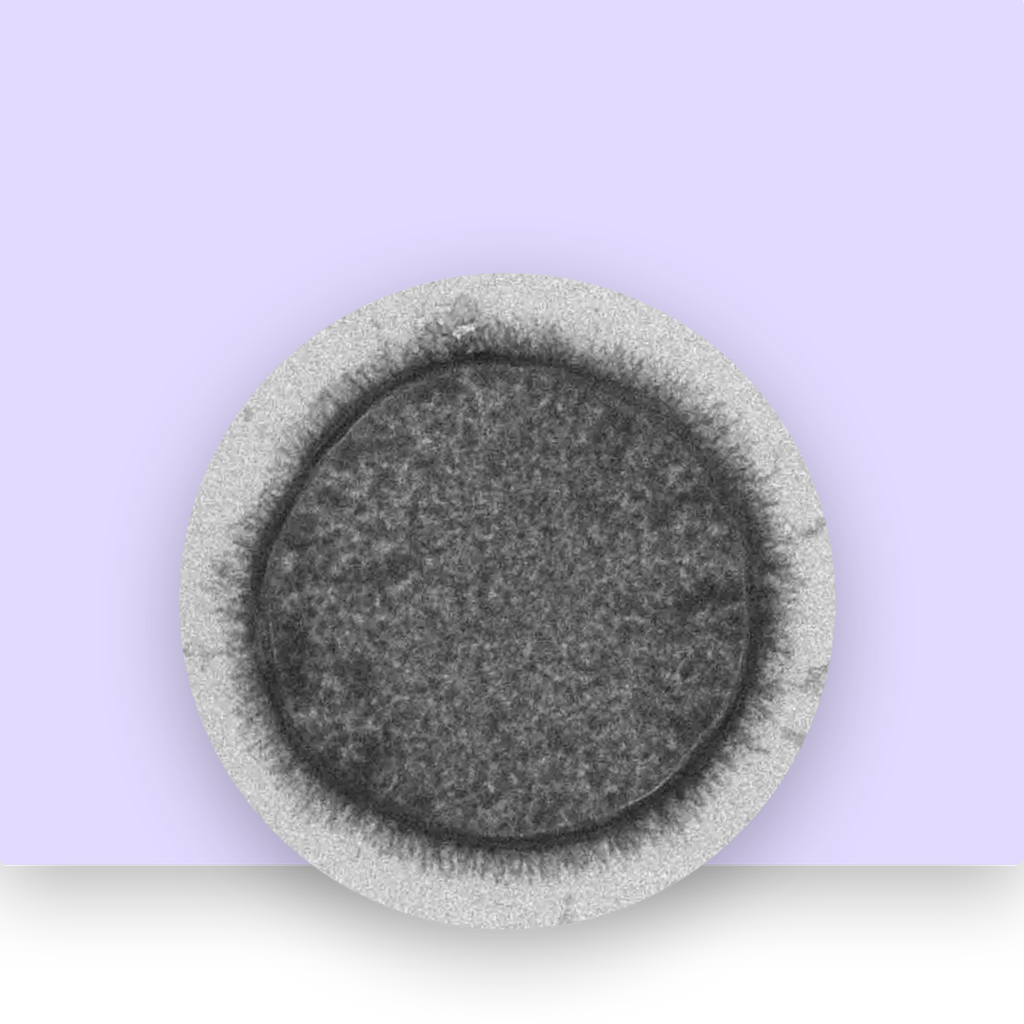 Bacillus Subtillis