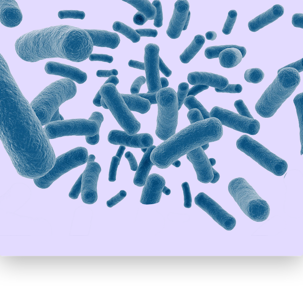 Bifidobacterium bifidum