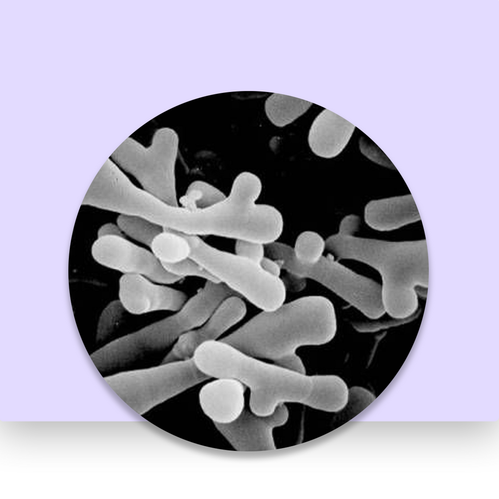 Bifodobacterium Longum