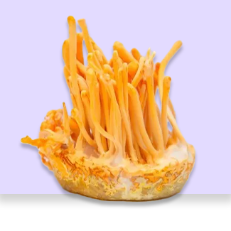 Cordyceps