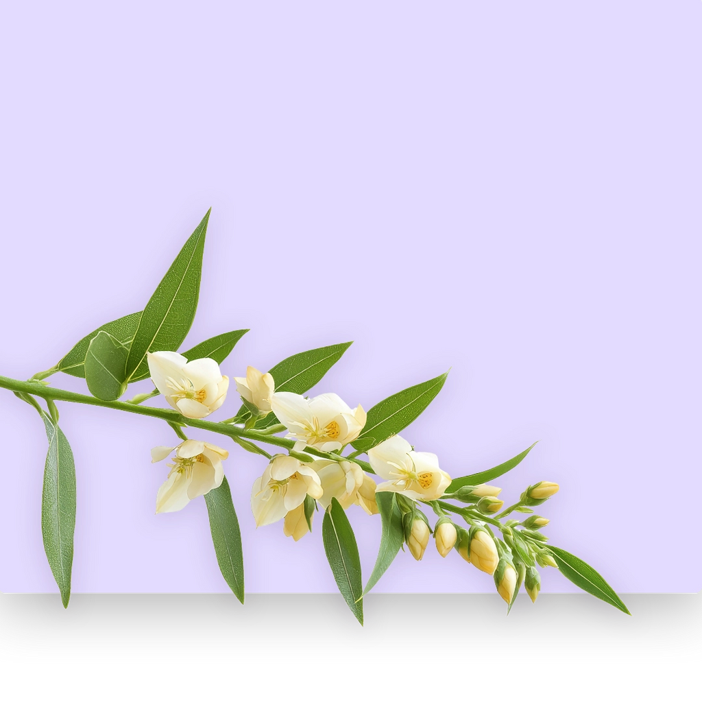 Eurycoma Longifolia