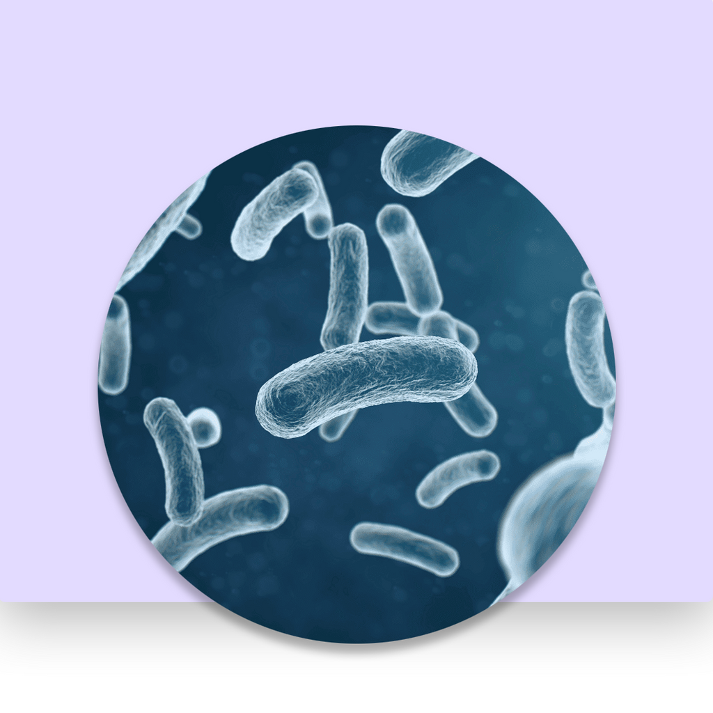 Lactobacillus Acidophilus