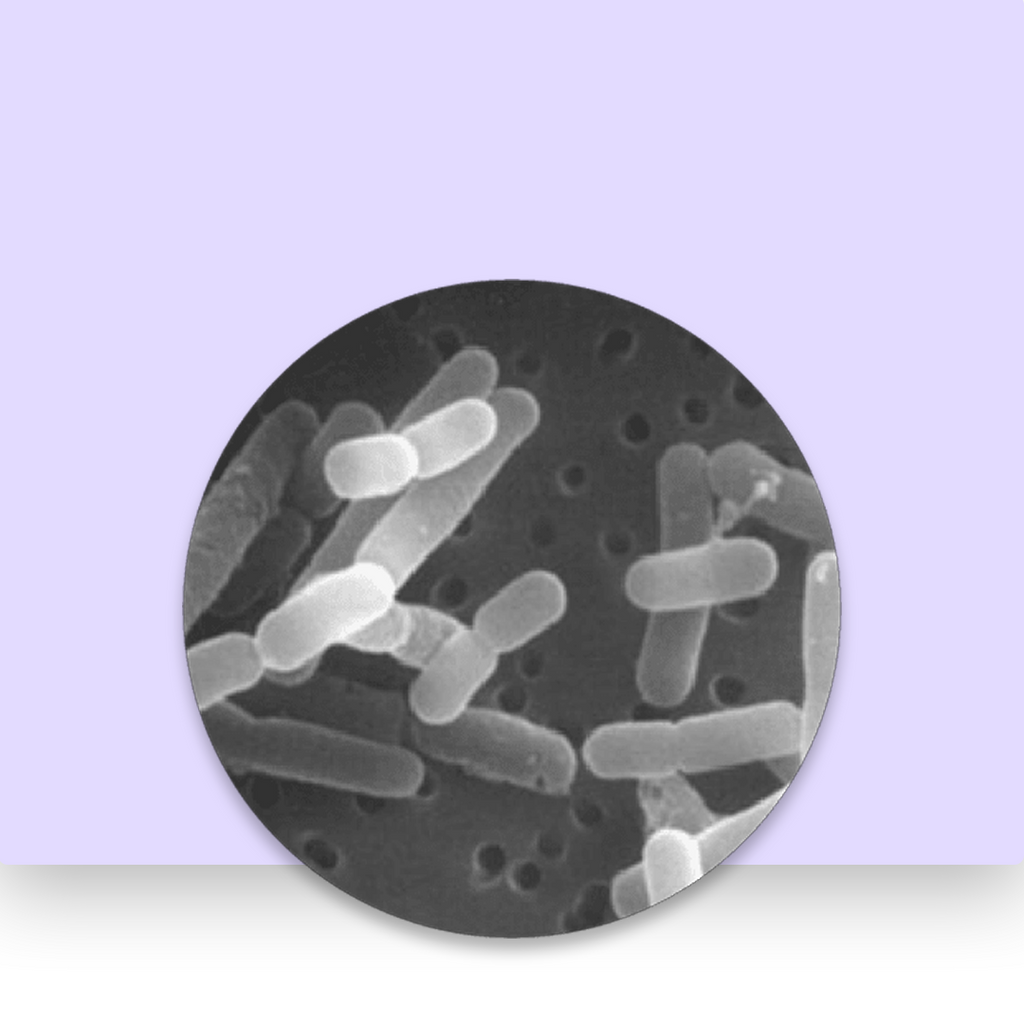 Lactobacillus Reuteri