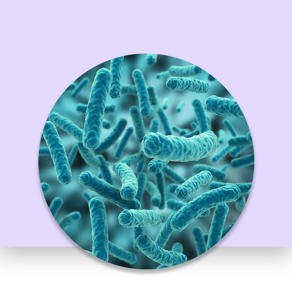 Lactobacillus Thermophilus