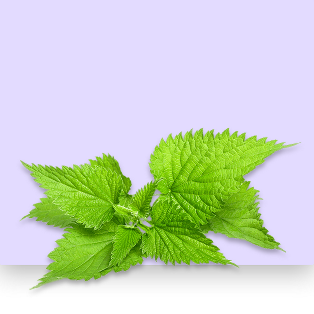 Nettle leaf