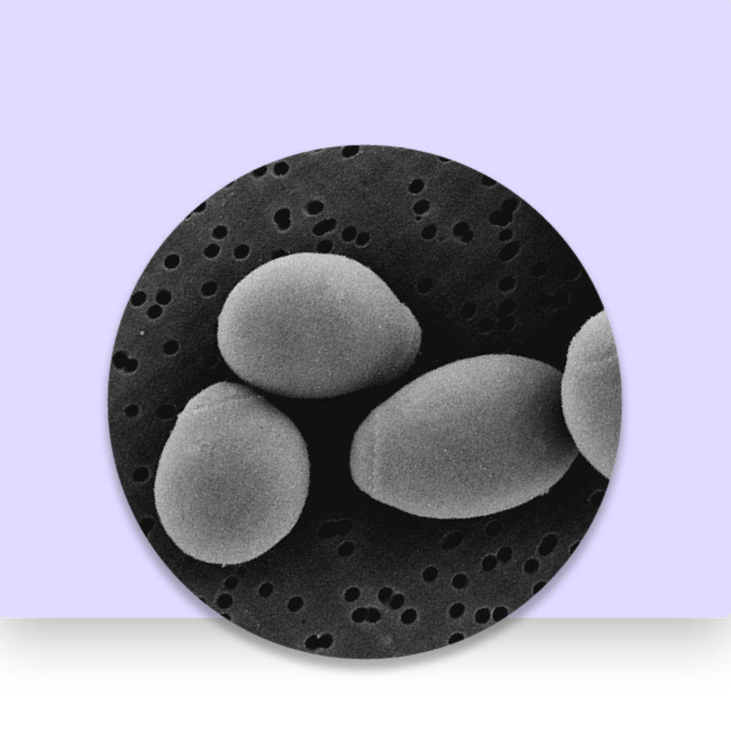 Saccharomyces Boulardii