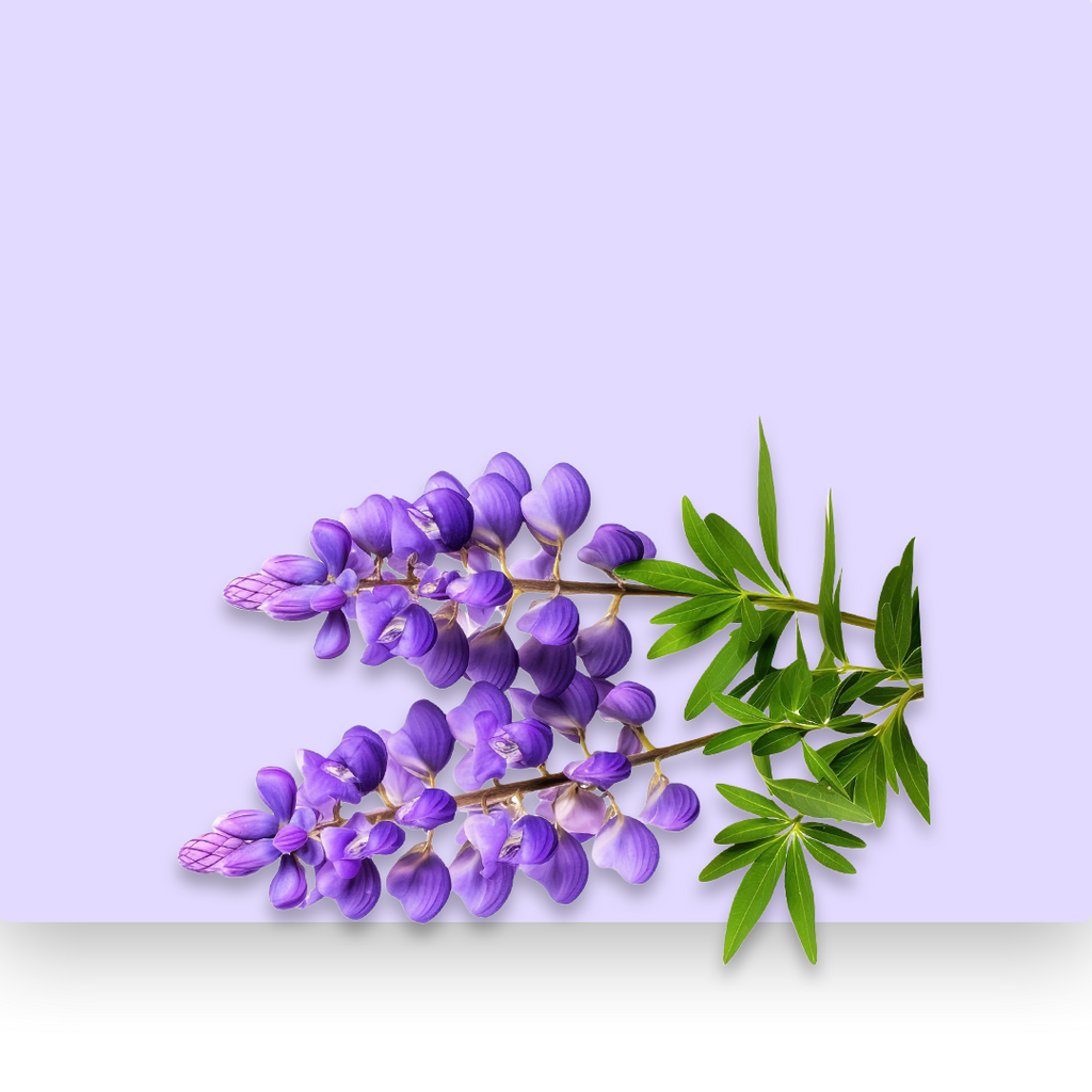 Scuteellaria Baicalensis