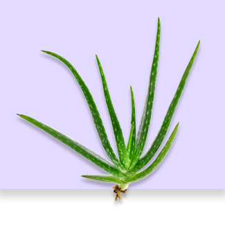 Aloe vera