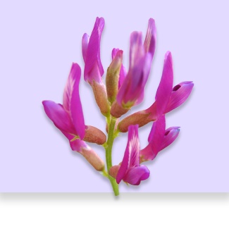 Astragalus