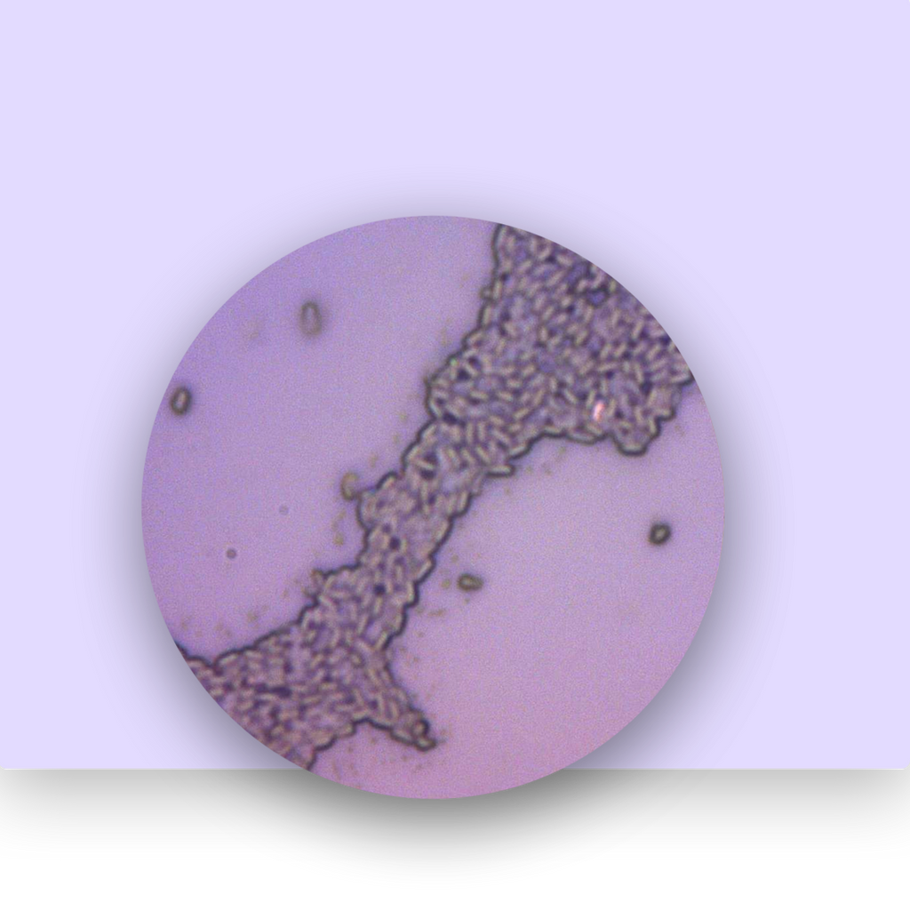 Bacillus Clausii