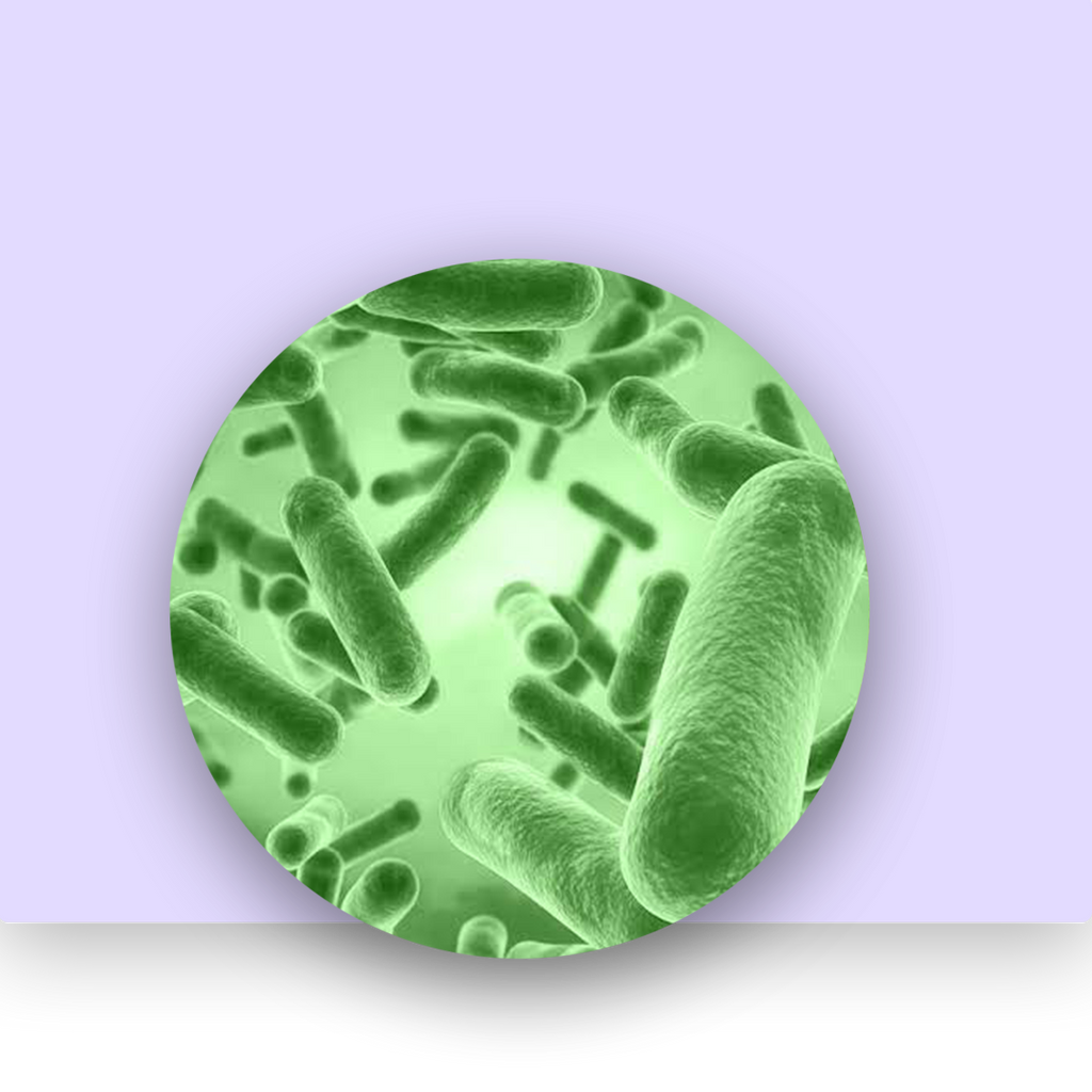 Bacillus Coagulans