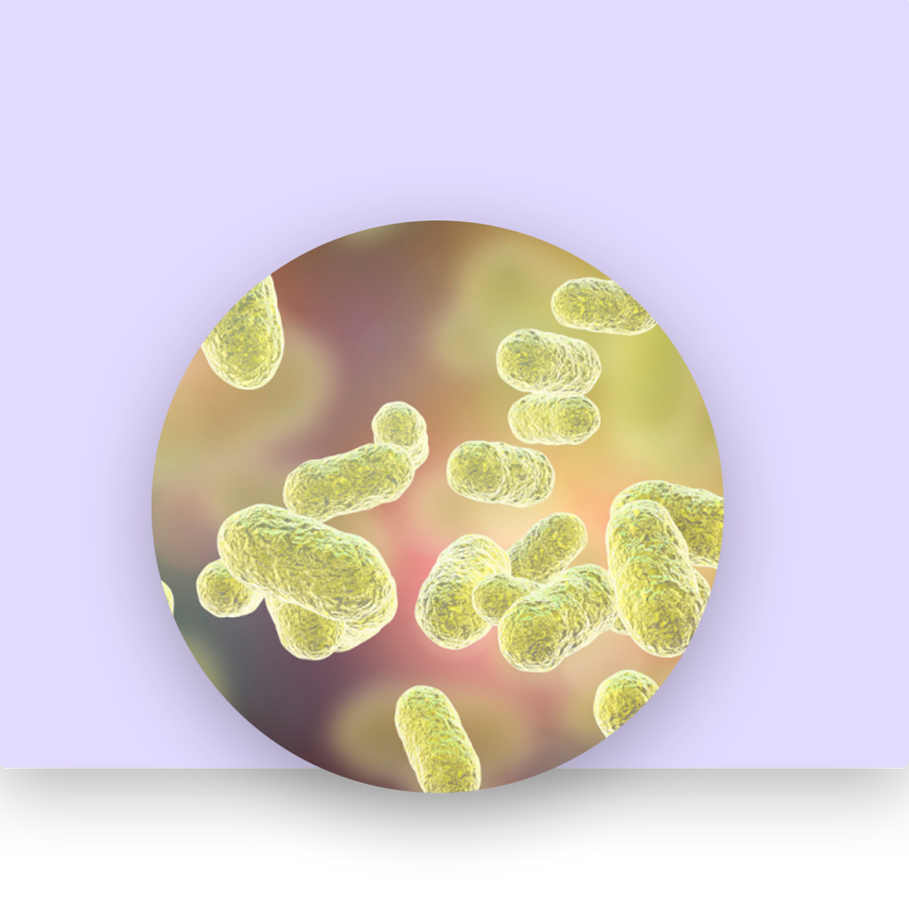 Bacillus Indicus