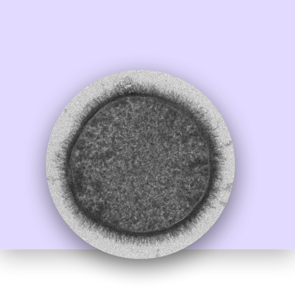 Bacillus Subtilis