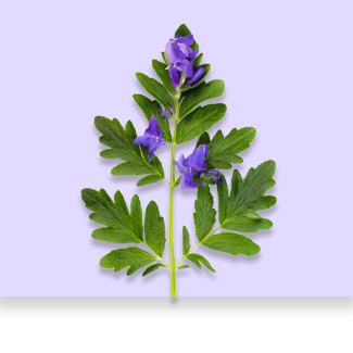 Baikal skullcap