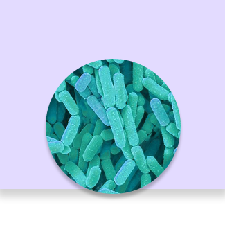 Bifidobacterium