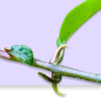 cat claw