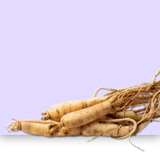 Panax ginseng