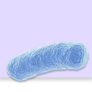 L-plantarum