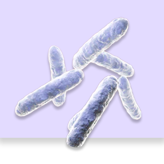 Lactobacillus fermentum