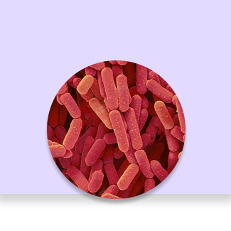 Lactobacillus gasseri