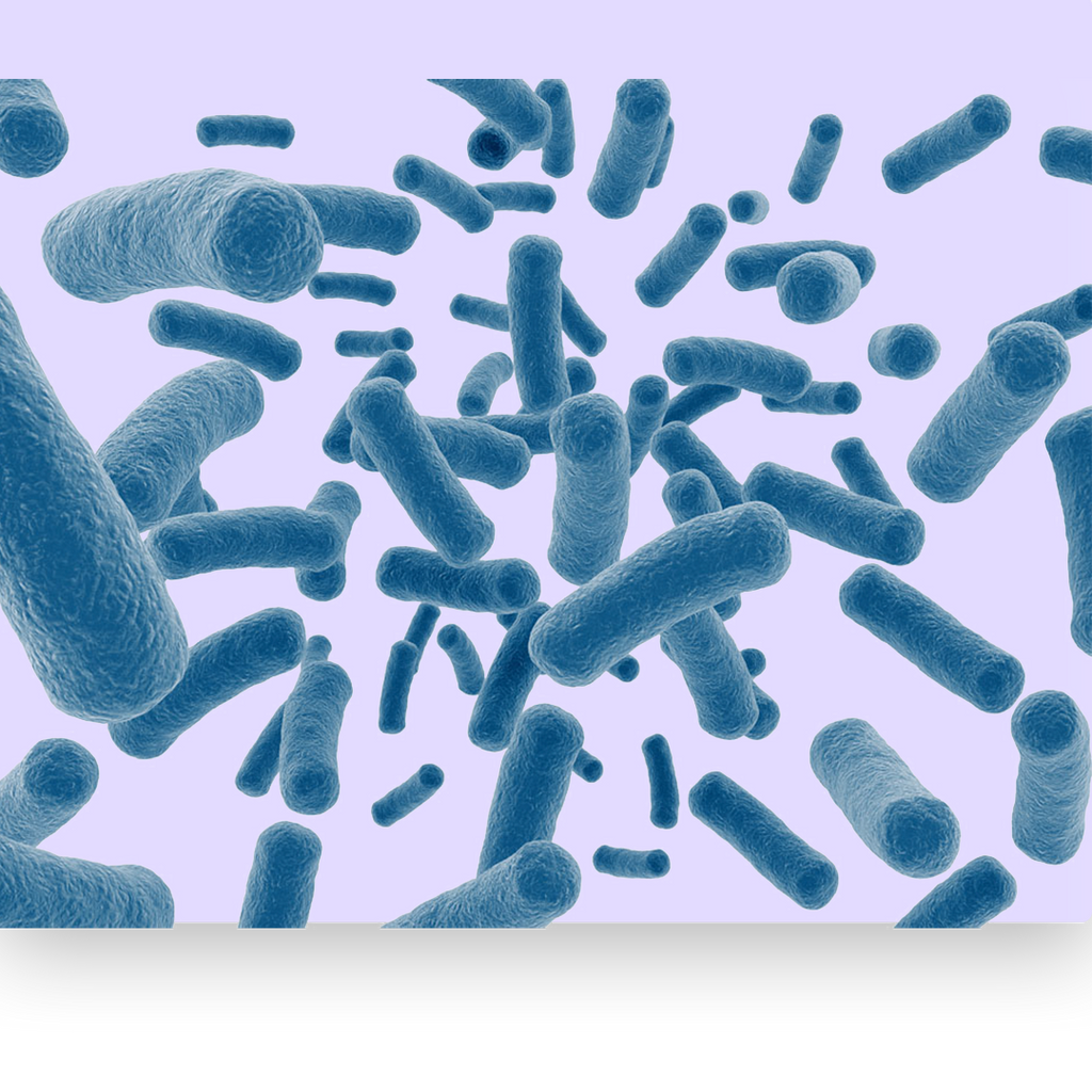 Lactobacillus Plantarum