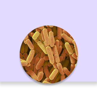 Lactobacillus rhamonus