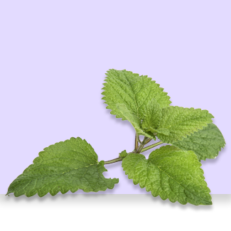 lemon balm