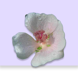 Masrhmallow