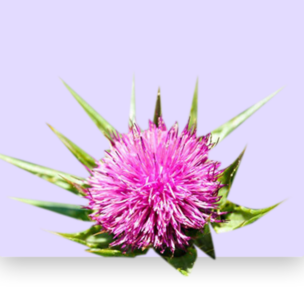 Milk Thistle
