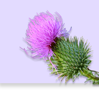 Milk thistle