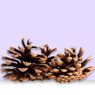Pine bark extract