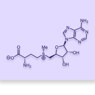 S Adynosyl l Methione