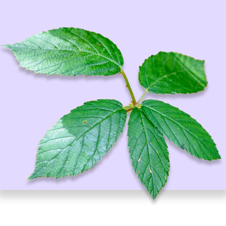 Sliperru elm