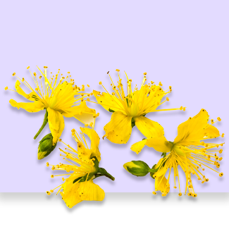 St John wort
