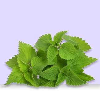 Stinging nettle